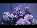 Kessil A360W on 60 Deep Blue Cube Saltwater Reef Aquarium