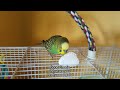 Charlie the budgie talking/chattering