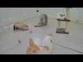 🐕 Funniest Cats and Dogs Videos 🐶 Funniest Catss 2024 😆