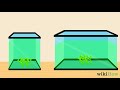 How to Grow Algae