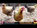 Most beautiful roosters crowing compilation - Various chicken breeds from Phoenix to Red Jungle fowl