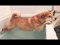 Bath time never gets any easier! Dogs vs Bath 😱