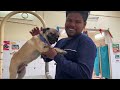 Belly Operation Success || pug | Funny | moments