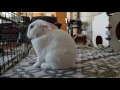 Berg The Bunny - July 2017 Vlog