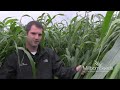 Millborn's Cow Conditioner: Sorghum Sudangrass