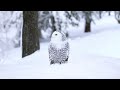 Snowy Owl