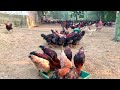 Chicken breeding. Feed the chickens | 1000 free range chickens