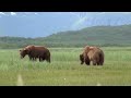 Battle Of The Giant Alaskan Grizzlies, grizzly vs grizzly, alaska