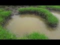 Mancing Belut Di Sepot Sawah Setelah Hujan Deras