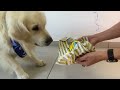 DOG'S BEST BIRTHDAY PARTY - Golden Retriever Ozzy