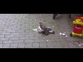 Sparrowhawk caught pigeon in central Malmo, Sweden