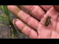 Hunting water bugs‼️giant water bug, diving beetle, dragonfly larvae, crab, frog, tadpole, baby fish