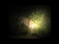 Leopard tracking at night