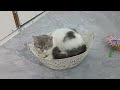 You Laugh You Lose😹Funniest Dogs and Cats 2024😻🐶