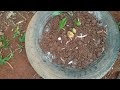 Simple method propagate AVOCADO Tree from seeds with Aloe Vera success 100%#garden #fruit #plants