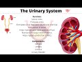 Hesi A2 Anantomy and Physiology Review