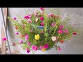 Creative Ideas, Recycle Trash to Make Beautiful Portulaca (Mossrose) Pots for Your Home