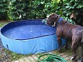 Enzo as Garden helper