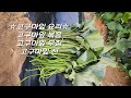 Harvesting sweet potato stems / I started eating sweet potatoes 68 days after planting.