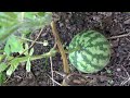 귀엽고 예쁜 아기 수박.. Watermellon...수박재배하기.... 全州市....Jeonju ... North Jeolla Prov.. ..全羅北道.....KOREA