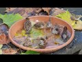 Bathing House and Tree Sparrows