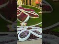 Dubai Miracle Garden | Must Visit Place of Dubai ❤️ #travel #balitour #dubailife