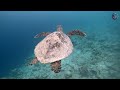 4K Aquarium Video - Coral and Colorful Marine Organisms - Relaxing Music when sleeping
