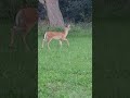Deers In Detroit