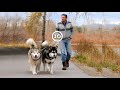 11 Wolf dogs (Wolf hybrid dog breeds)