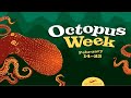 Octopus Blind Date at the Seattle Aquarium