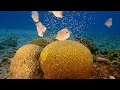 Under Red Sea 4K - Beautiful Coral Reef Fish In Aquarium, Sea Animals For Relaxation - 4K Video #7