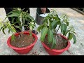 SUMMARY OF TECHNIQUES for propagating simple mango trees using bananas or aloe vera   stimulates sup