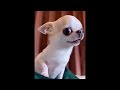 New Funny Animals 😂 Funniest Cats and Dogs Videos 😺🐶