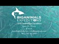 Sardine Run Adventure - Big Animals Expeditions