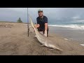 Shark Fishing With GIANT Poppers! (Surf fishing)