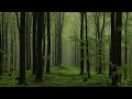 The best forest sleep music for insomnia, healing rain sounds(ASMR, white noise,sleep music,8hours)