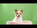 @ cute dog# video# short