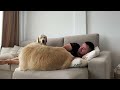 What Does a Golden Retriever do when He Finds His Owner Sleeping with Another Dog
