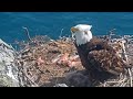 Live Baby Eagle | Mother adorable Feeding makes you cry |Eagle Camera Live