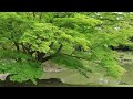 Serenity and Beauty at Sentō Imperial Palace: 4K Tour of Gardens 仙洞御所