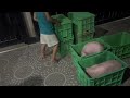 PIGGERY EXPANSION: PIGLETS Inuwi Muna Namin sa Bahay Ginawang Pet ni Marcus | MMM🍃