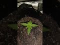 Week 2 Grow update (Growers Choice seeds)