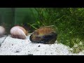 Tiny Aquatic Bulldogs - You need to try these fish! | Brevis Sunspot