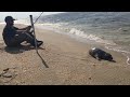 Baby seals on New Jersey beach.