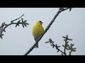 American Goldfinch: Birds of  North America