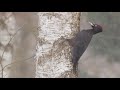Black woodpecker. Birds in the winter