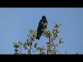 American Crow Perched in Tree Video