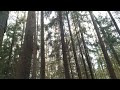 Лесная видеозарисовка #28/Горски видео скица #28/Forest video sketch #28  16.04.2024  #лесопарк