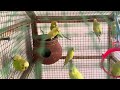 sounds of love birds | love birds chirping sounds