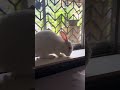 a morning in bunny’s life